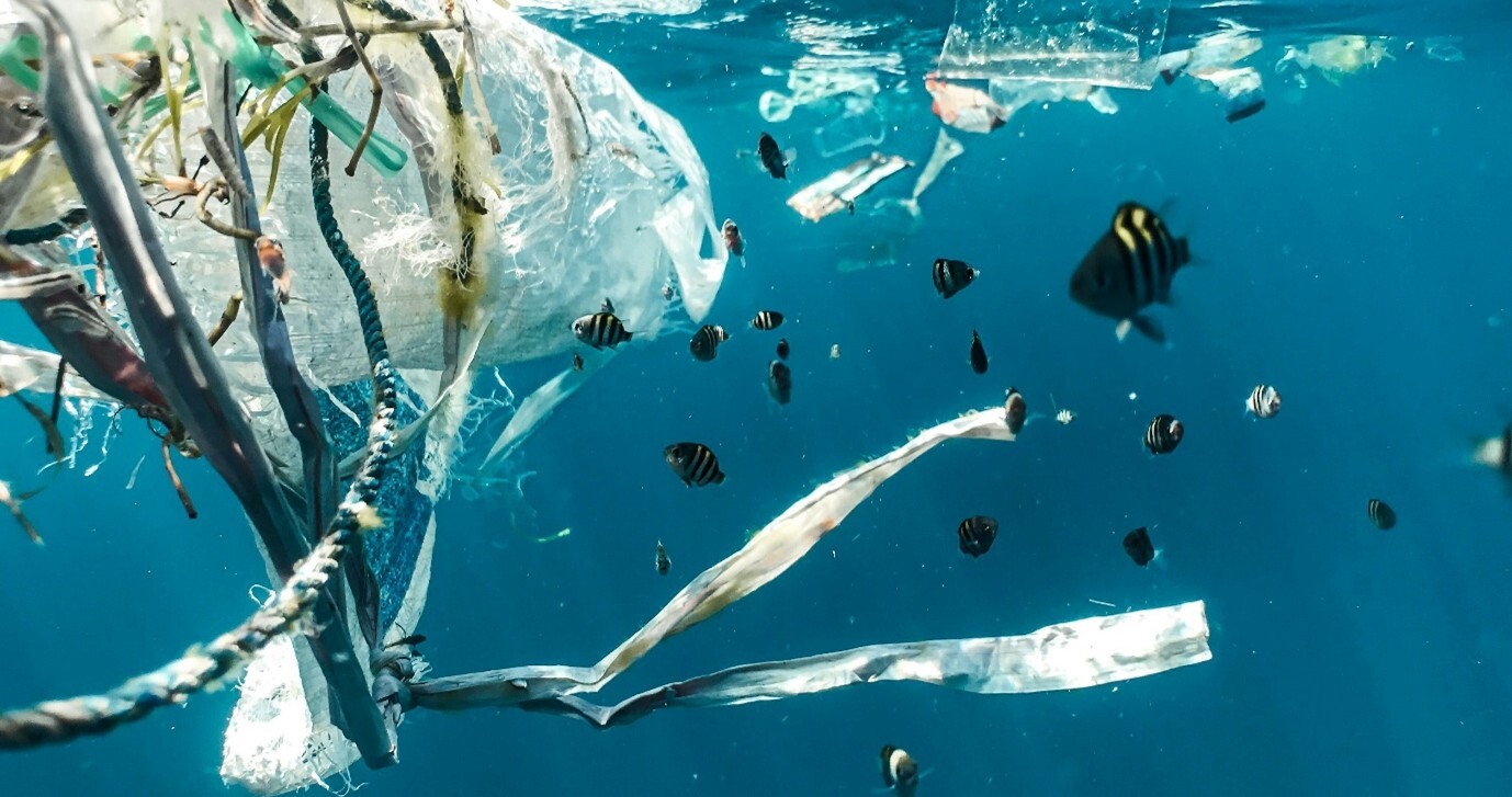 Plastic pollution and juvenile fish (Naja Bertolt Jensen, Indonesia, 2021)