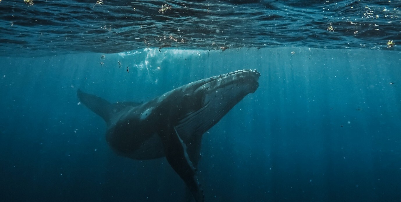 Ocean Sustainability: Our Strongest Climate Solution